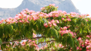 Arbre a soie : origine naturelle de la soie de murier